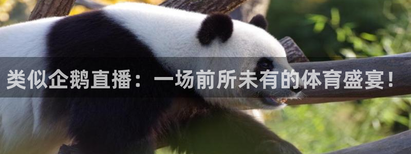 球神体育：类似企鹅直播：一场前所未有的体育盛宴！